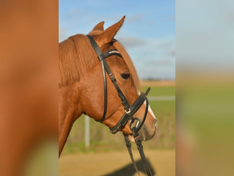 Pony tedesco Castrone 4 Anni 144 cm Sauro in Geilenkirchen