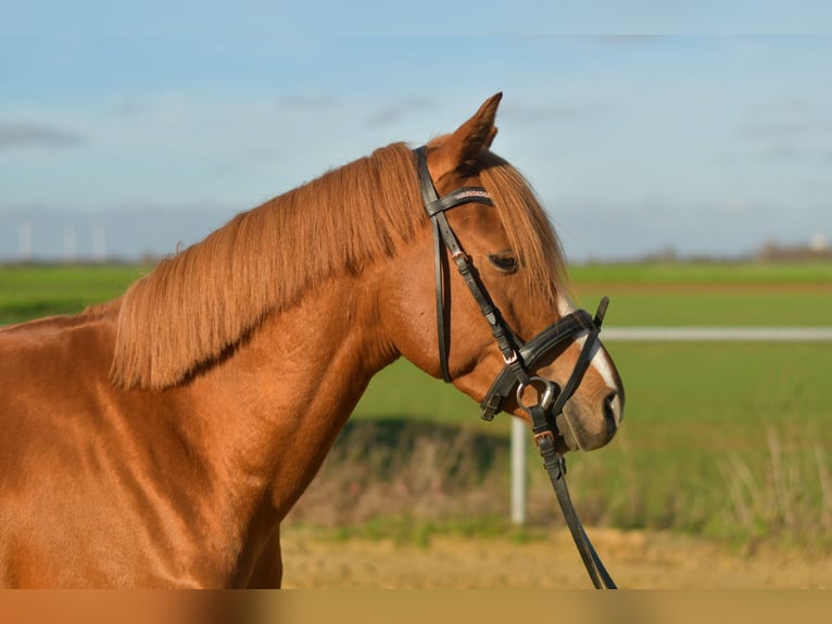 Pony tedesco Castrone 4 Anni 144 cm Sauro in Geilenkirchen