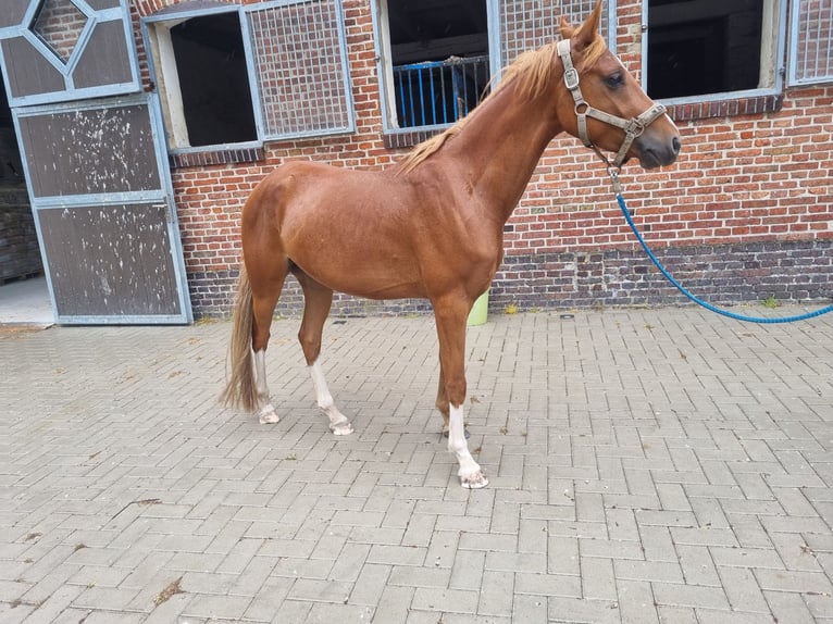 Pony tedesco Castrone 4 Anni 144 cm Sauro in Schortens
