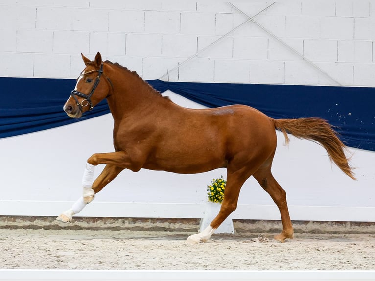 Pony tedesco Castrone 4 Anni 144 cm Sauro scuro in Marsberg