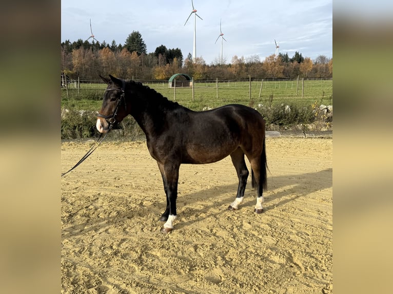 Pony tedesco Castrone 4 Anni 145 cm Baio in Heinzenbach