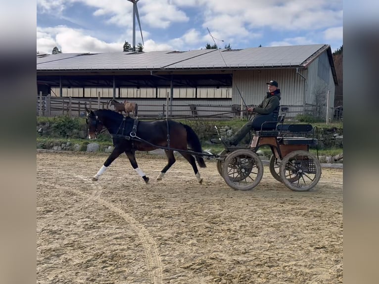 Pony tedesco Castrone 4 Anni 145 cm Baio in Heinzenbach
