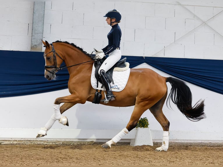 Pony tedesco Castrone 4 Anni 145 cm Baio in Marsberg