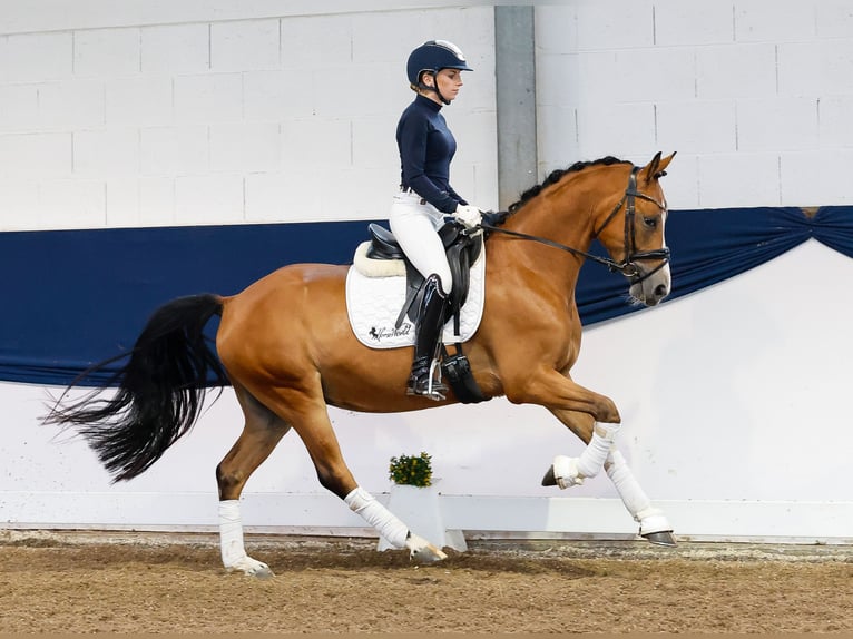 Pony tedesco Castrone 4 Anni 145 cm Baio in Marsberg