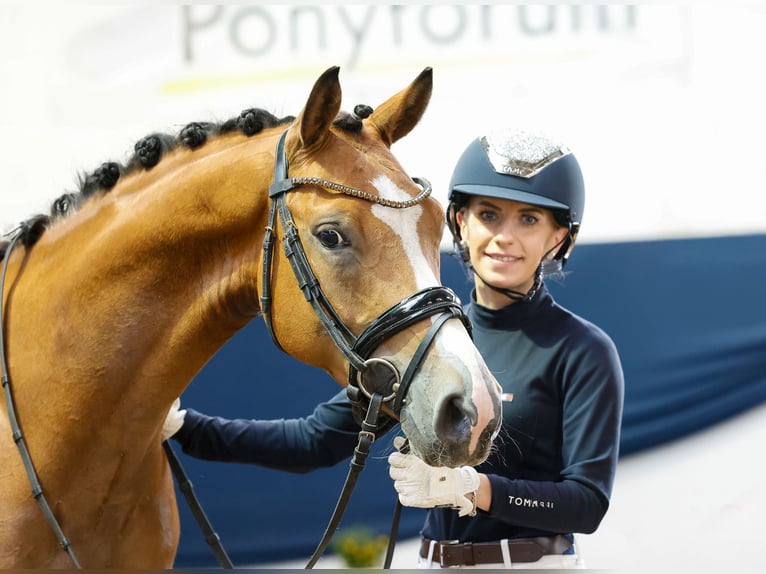 Pony tedesco Castrone 4 Anni 145 cm Baio in Marsberg