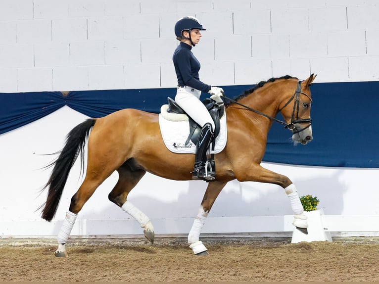 Pony tedesco Castrone 4 Anni 145 cm Baio in Marsberg
