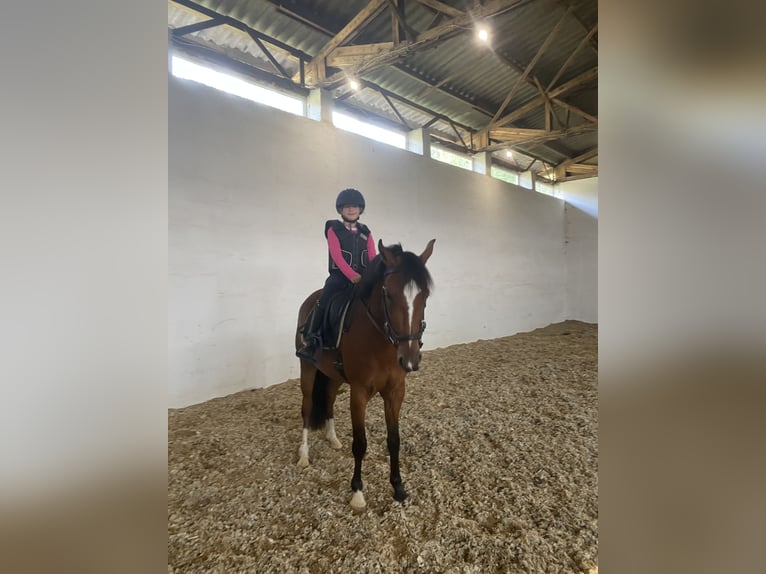 Pony tedesco Castrone 4 Anni 145 cm Baio in Neuferchau