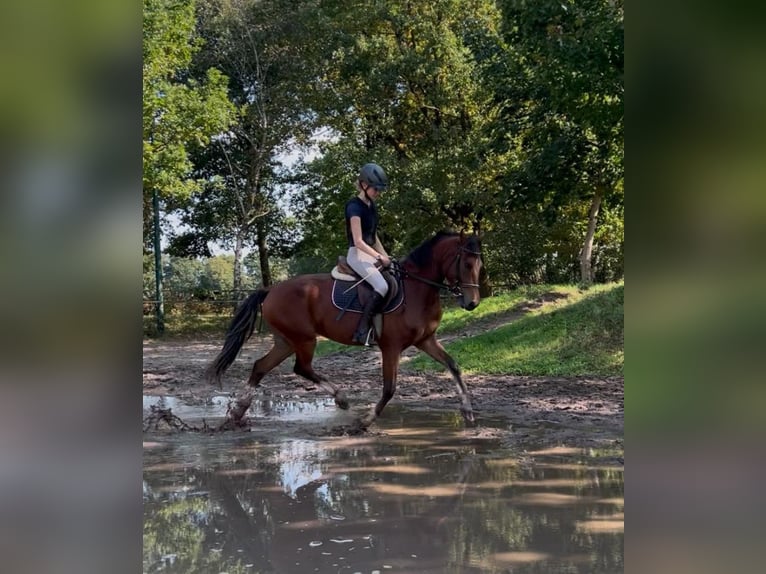 Pony tedesco Castrone 4 Anni 145 cm Baio in Ladbergen