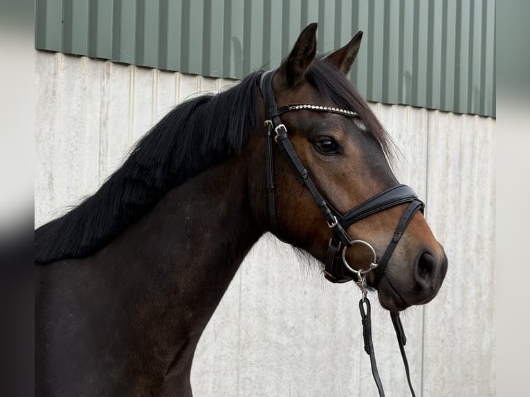 Pony tedesco Castrone 4 Anni 145 cm Baio scuro in Treuenbrietzen