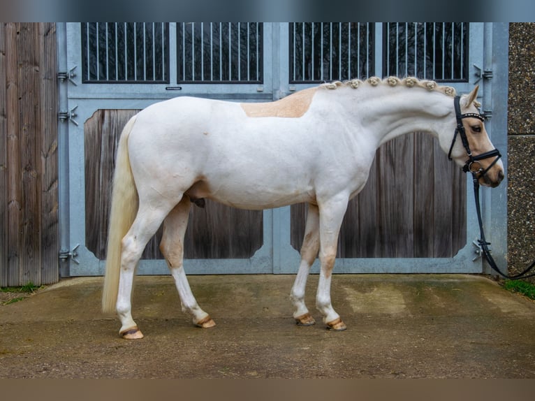 Pony tedesco Castrone 4 Anni 145 cm Palomino in Perl