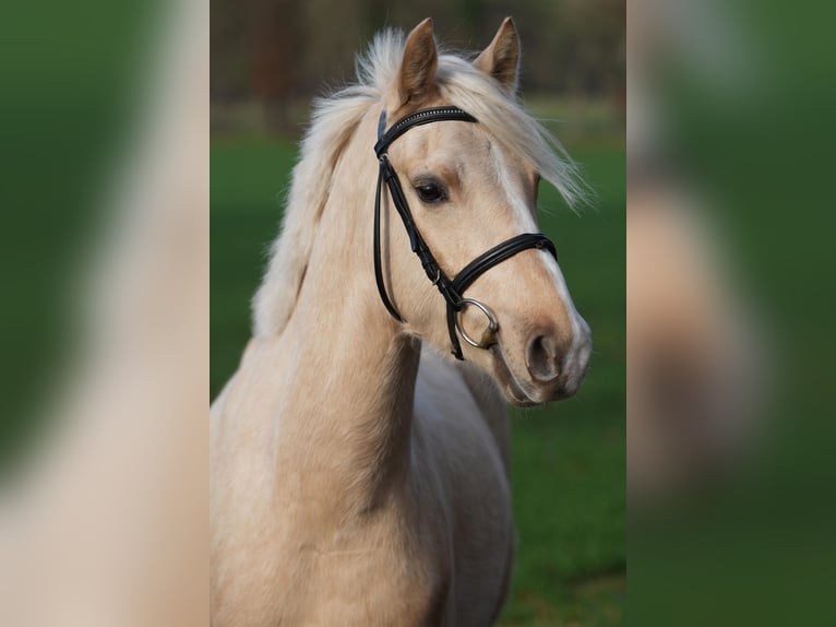 Pony tedesco Castrone 4 Anni 145 cm Palomino in Rieste