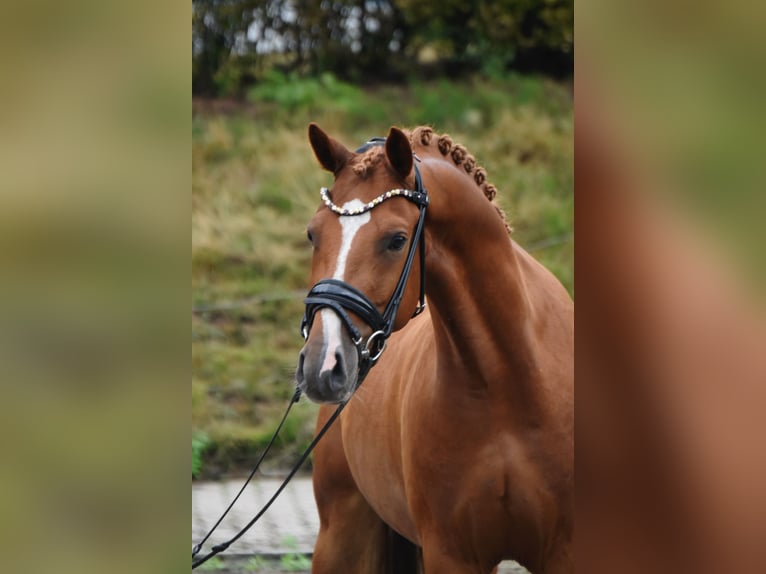 Pony tedesco Castrone 4 Anni 145 cm Sauro in Fürstenau