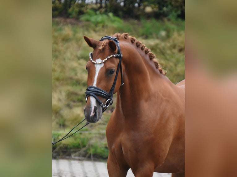 Pony tedesco Castrone 4 Anni 145 cm Sauro in Fürstenau