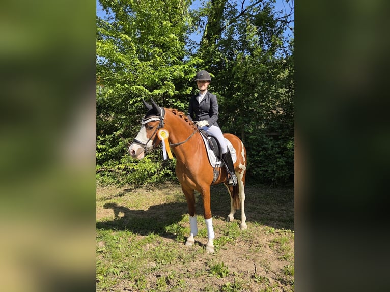Pony tedesco Castrone 4 Anni 145 cm Sauro in Weinheim
