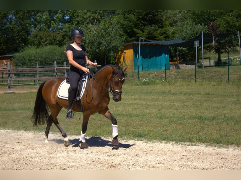 Pony tedesco Castrone 4 Anni 146 cm Baio in Klingenberg