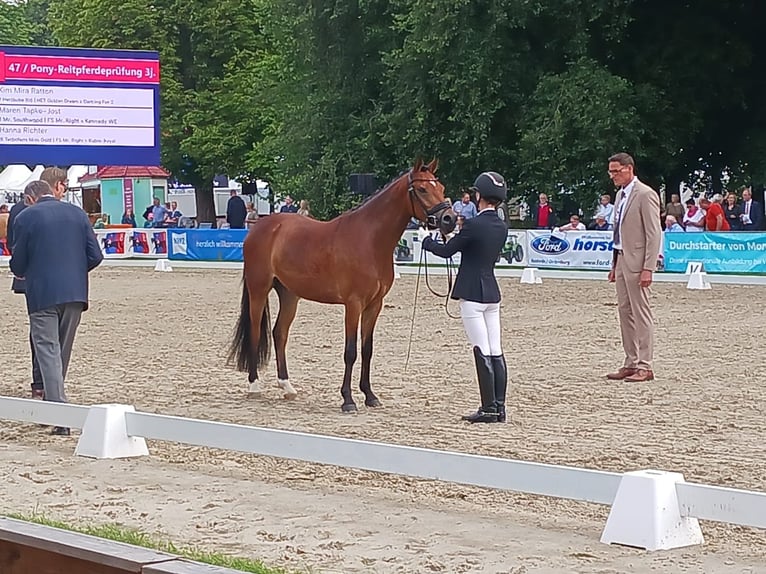 Pony tedesco Castrone 4 Anni 146 cm Baio in Bakum