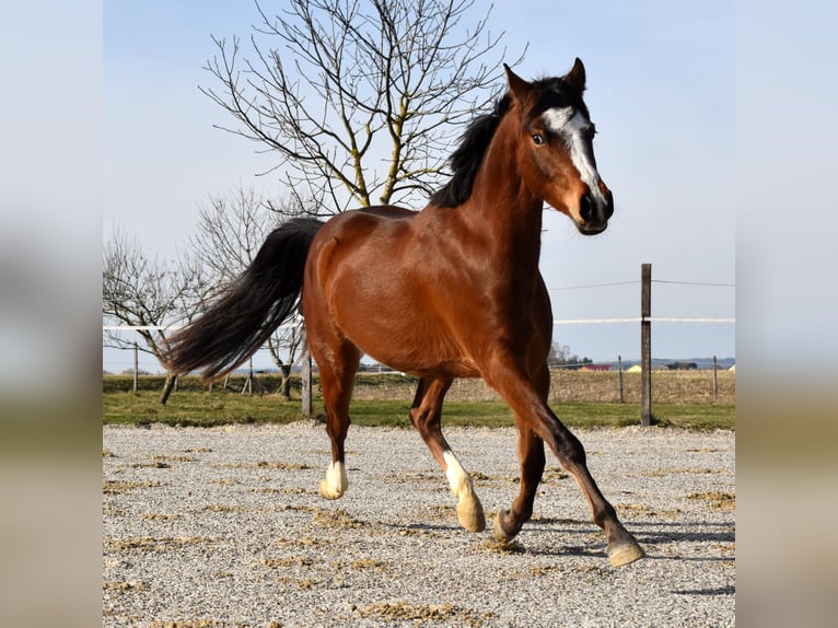 Pony tedesco Castrone 4 Anni 146 cm in Gilgenberg am Weilhart