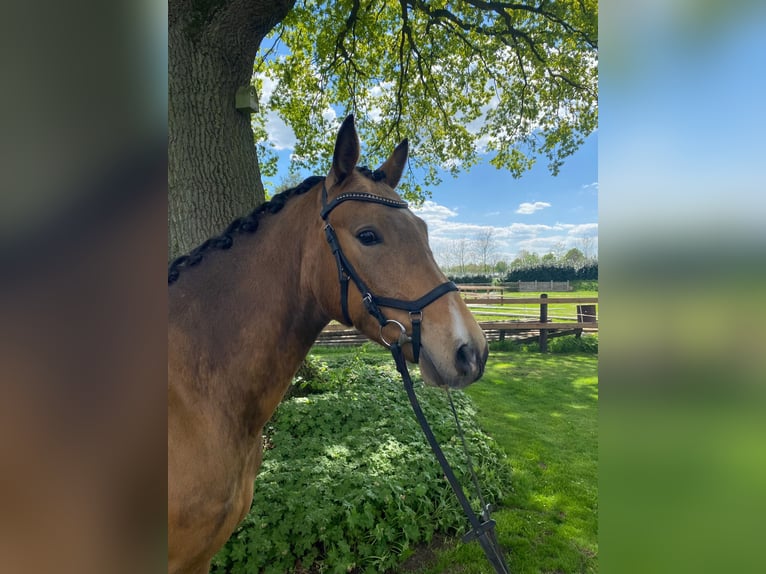 Pony tedesco Castrone 4 Anni 146 cm Falbo in Alfhausen