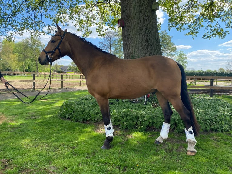 Pony tedesco Castrone 4 Anni 146 cm Falbo in Alfhausen