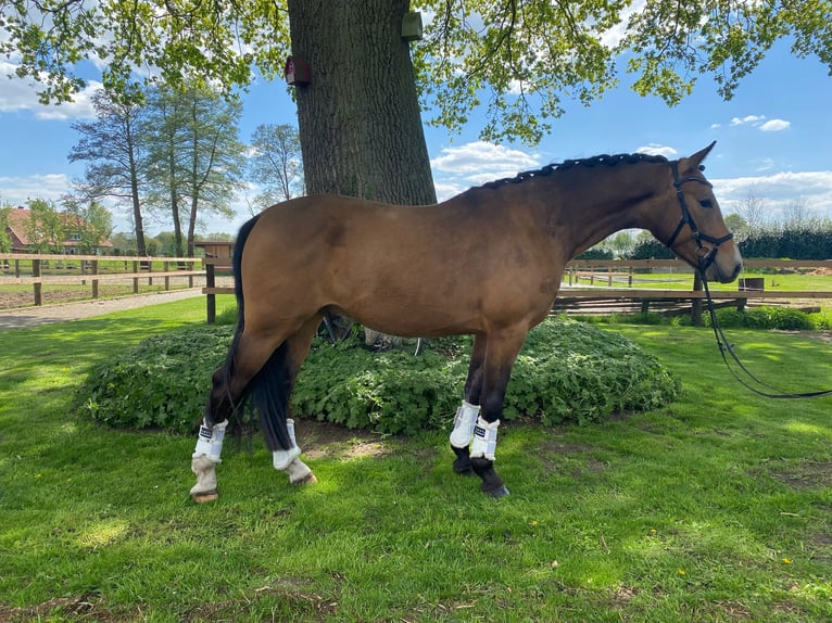 Pony tedesco Castrone 4 Anni 146 cm Falbo in Alfhausen
