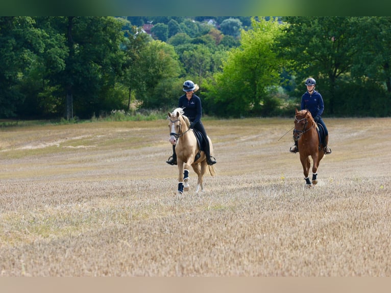 Pony tedesco Castrone 4 Anni 146 cm Falbo in Nottuln/ Appelhülsen