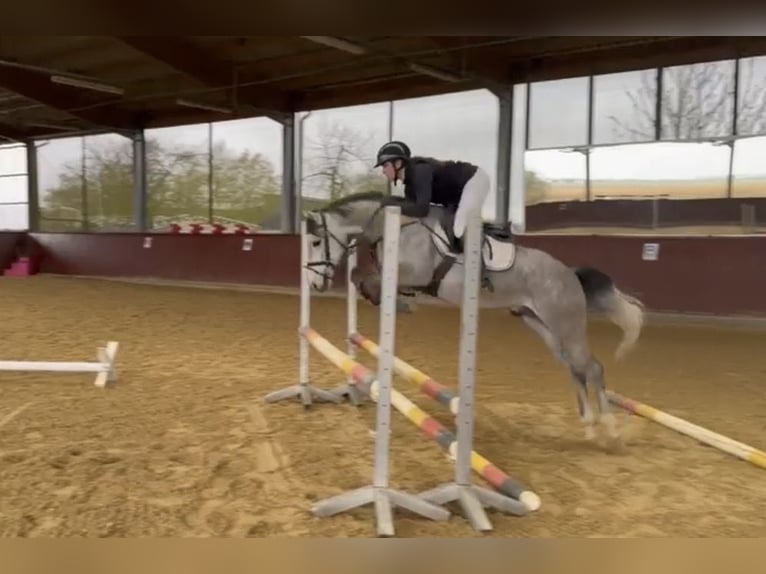 Pony tedesco Castrone 4 Anni 146 cm Grigio in Welzheim