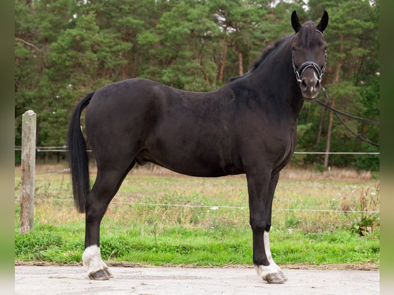 Pony tedesco Castrone 4 Anni 146 cm Morello in Görzke