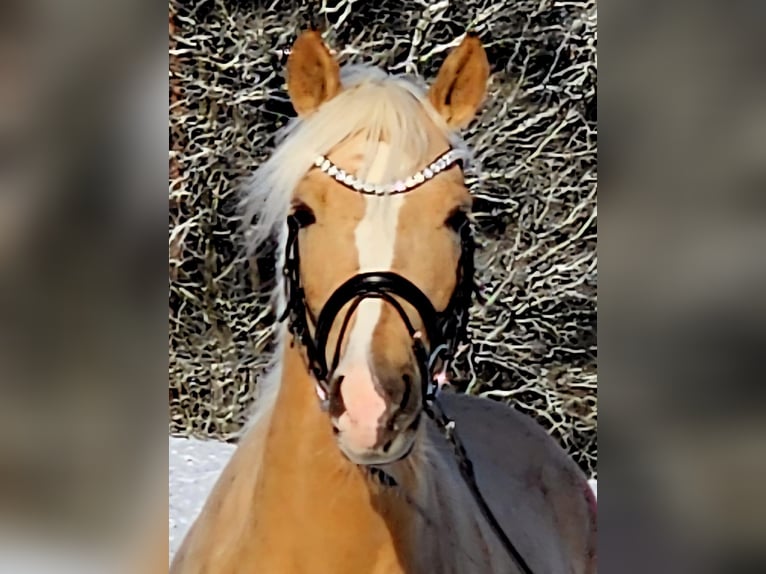 Pony tedesco Castrone 4 Anni 146 cm Palomino in Ruppichteroth
