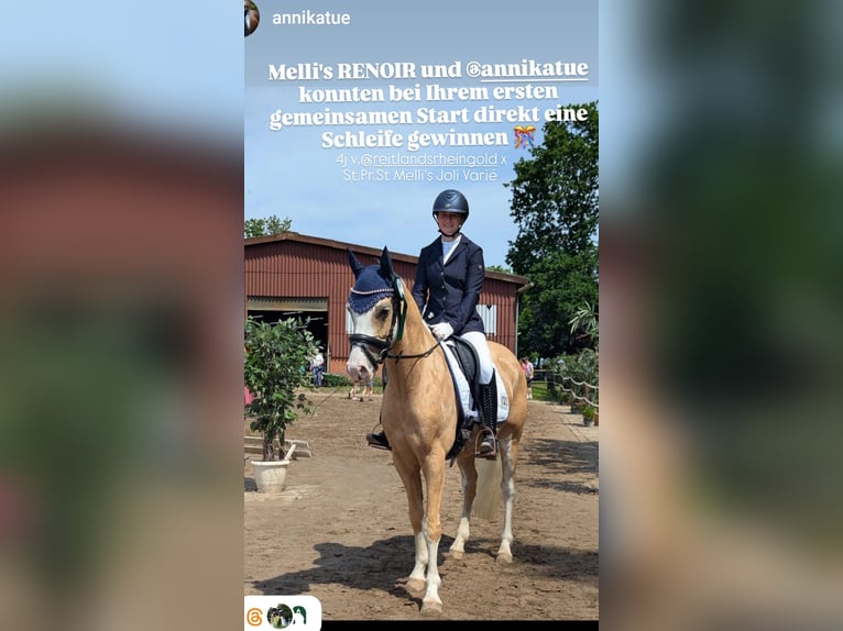 Pony tedesco Castrone 4 Anni 146 cm Palomino in Stuhr