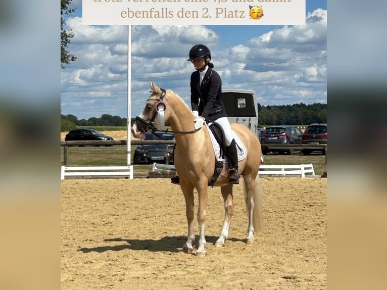 Pony tedesco Castrone 4 Anni 146 cm Palomino in Stuhr
