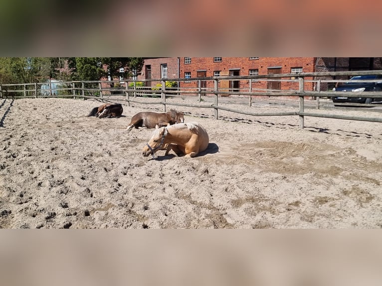 Pony tedesco Castrone 4 Anni 146 cm Palomino in Coesfeld
