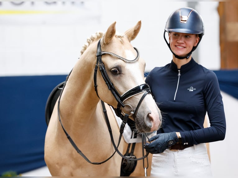 Pony tedesco Castrone 4 Anni 146 cm Palomino in Marsberg
