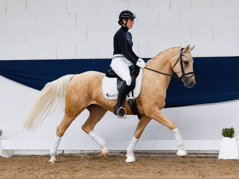 Pony tedesco Castrone 4 Anni 146 cm Palomino in Marsberg