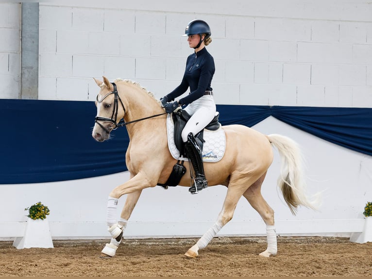 Pony tedesco Castrone 4 Anni 146 cm Palomino in Marsberg