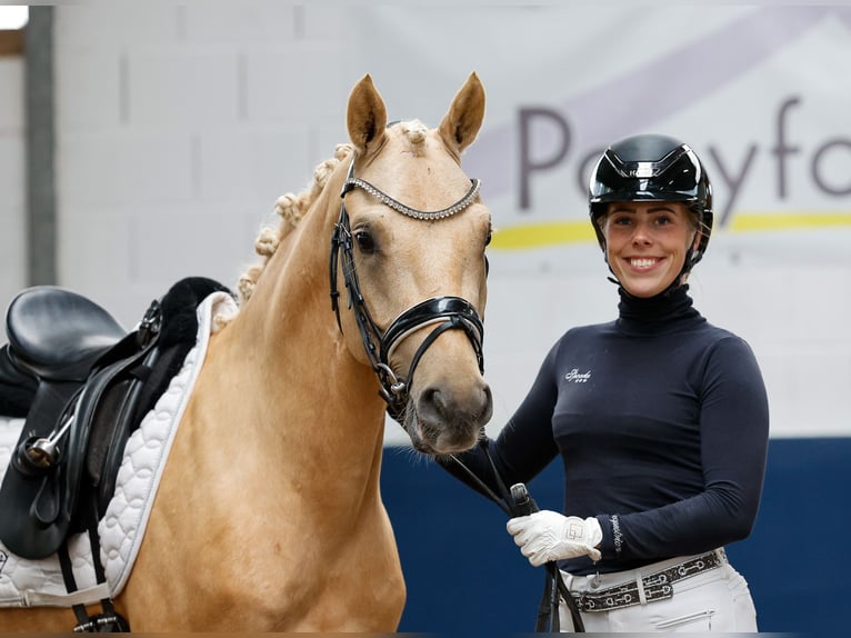 Pony tedesco Castrone 4 Anni 146 cm Palomino in Marsberg