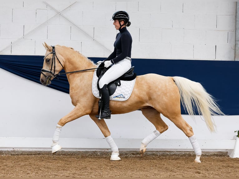 Pony tedesco Castrone 4 Anni 146 cm Palomino in Marsberg