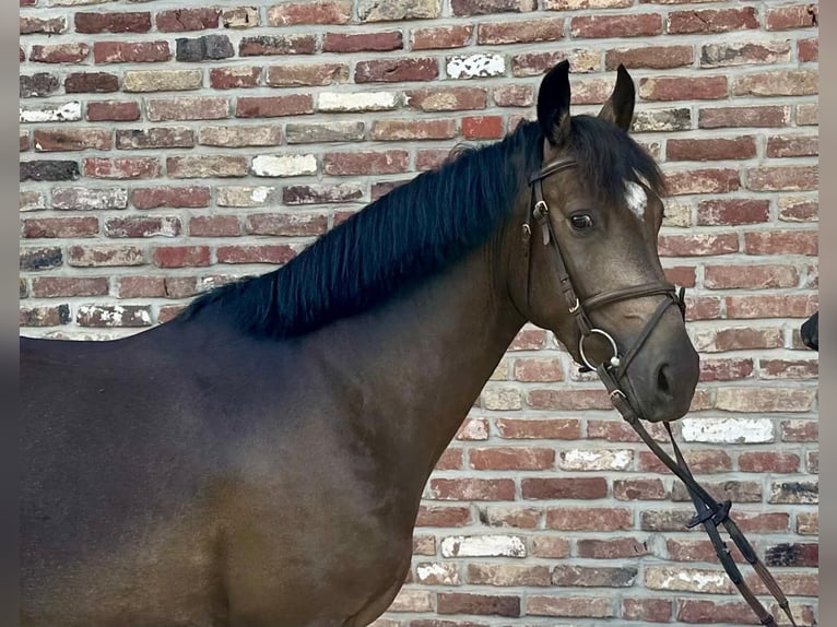 Pony tedesco Castrone 4 Anni 146 cm Pelle di daino in Grevenbroich