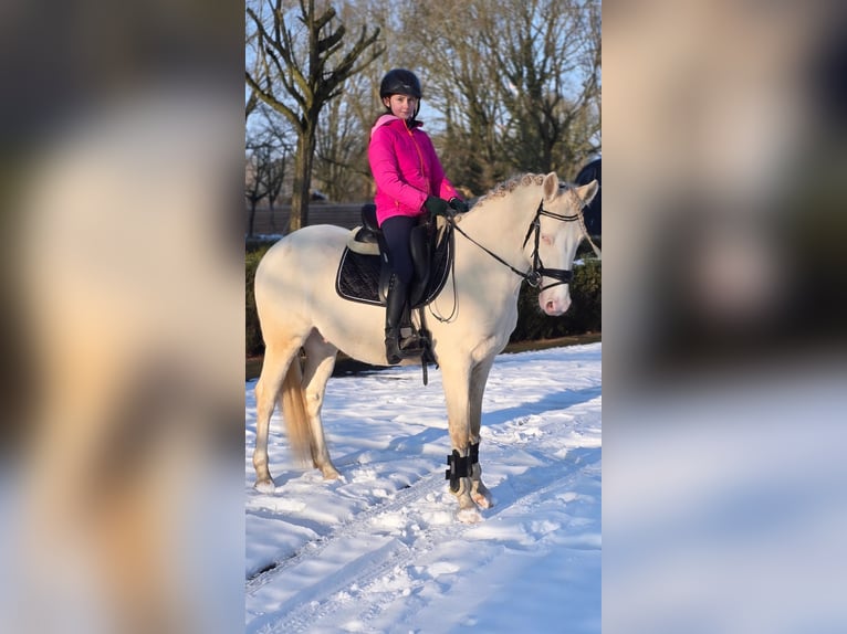 Pony tedesco Castrone 4 Anni 146 cm Perlino in Warendorf