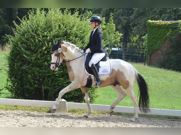 Pony tedesco Castrone 4 Anni 146 cm Pezzato in Ahrensburg