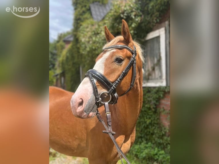 Pony tedesco Castrone 4 Anni 146 cm Sauro in Alpen