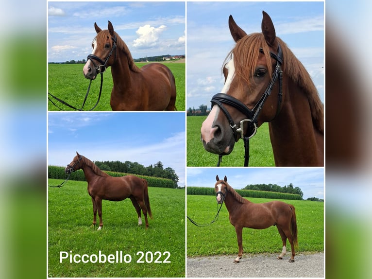 Pony tedesco Castrone 4 Anni 146 cm Sauro scuro in Albertsham