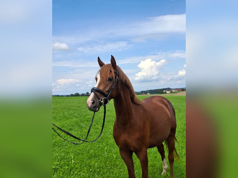 Pony tedesco Castrone 4 Anni 146 cm Sauro scuro in Albertsham
