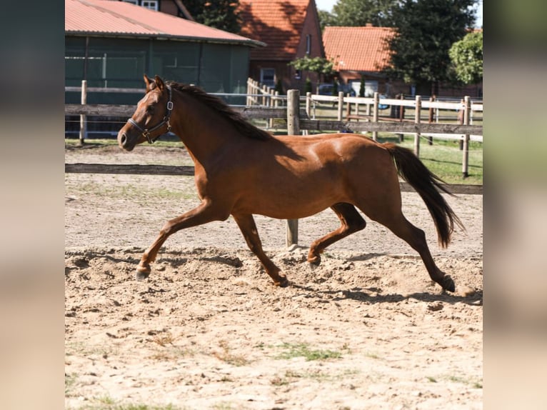 Pony tedesco Castrone 4 Anni 146 cm Sauro scuro in Heemsen