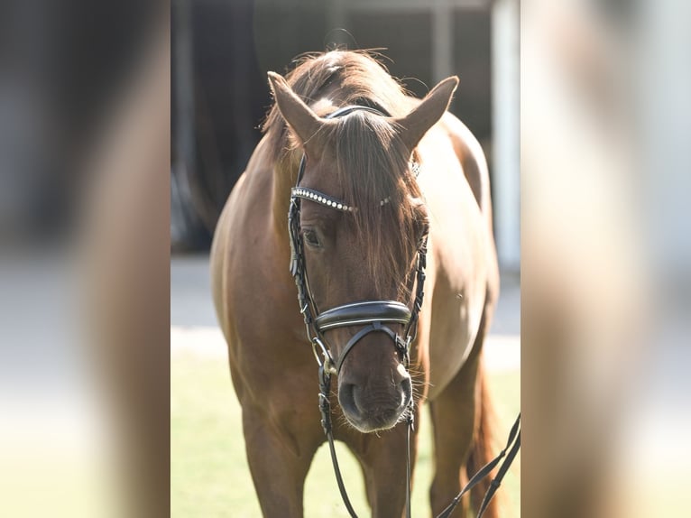 Pony tedesco Castrone 4 Anni 146 cm Sauro scuro in Heemsen