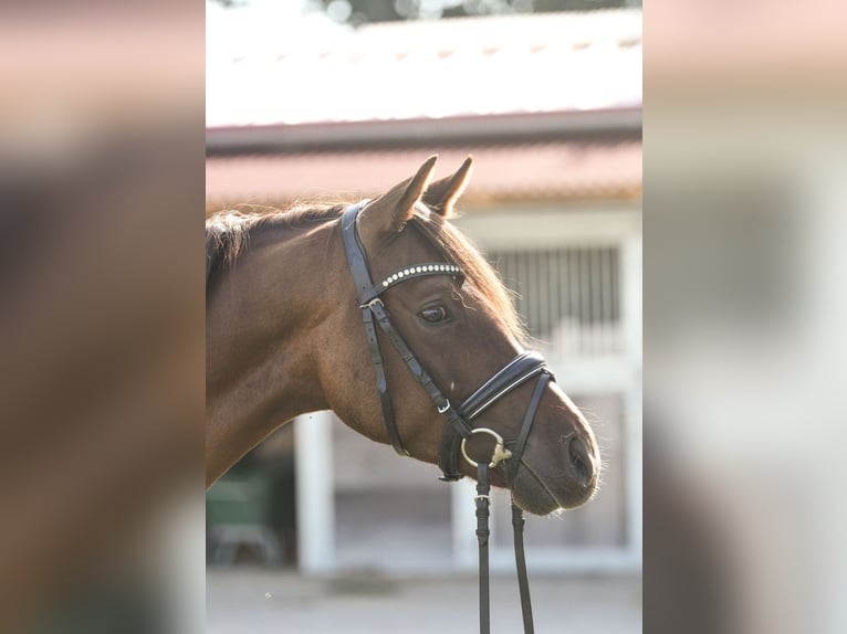 Pony tedesco Castrone 4 Anni 146 cm Sauro scuro in Heemsen