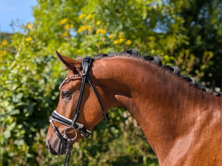 Pony tedesco Castrone 4 Anni 147 cm Baio in Plech