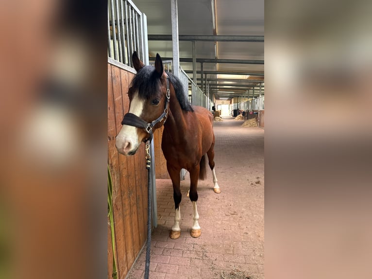 Pony tedesco Castrone 4 Anni 147 cm Baio in Wöhrden