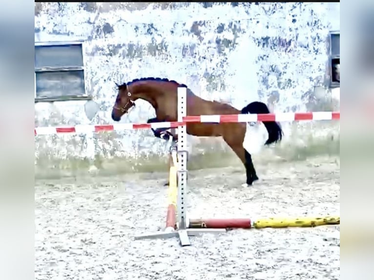 Pony tedesco Castrone 4 Anni 147 cm Baio in Engelskirchen