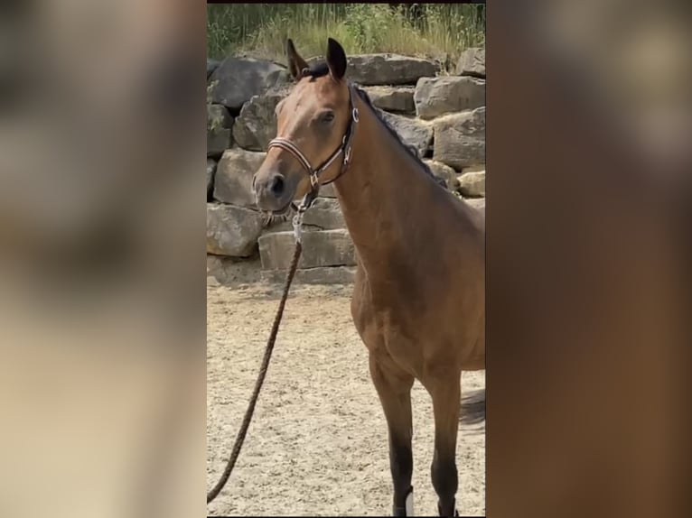 Pony tedesco Castrone 4 Anni 147 cm Baio in Engelskirchen