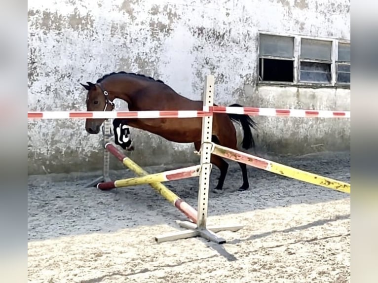 Pony tedesco Castrone 4 Anni 147 cm Baio in Engelskirchen